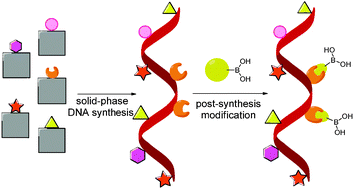 Graphical abstract: The first chemical synthesis of boronic acid-modified DNA through a copper-free click reaction
