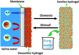 Graphical abstract: Stimuli-responsive polymer hydrogels as a new class of draw agent for forward osmosis desalination