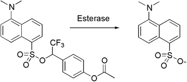 Graphical abstract: Design and application of esterase-labile sulfonate protecting groups