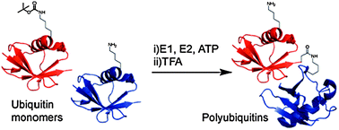 Graphical abstract: Controlled enzymatic synthesis of natural-linkage, defined-length polyubiquitin chains using lysines with removable protecting groups