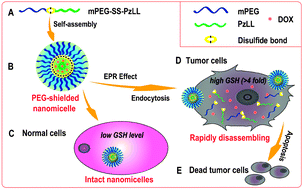 Graphical abstract: Rapidly disassembling nanomicelles with disulfide-linked PEG shells for glutathione-mediated intracellular drug delivery