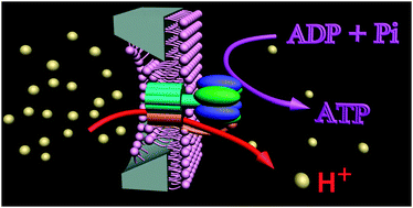 Graphical abstract: Assembly of F0F1-ATPase into solid state nanoporous membrane
