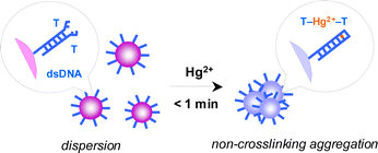 Graphical abstract: Rapid naked-eye detection of mercury ions based on non-crosslinking aggregation of double-stranded DNA-carrying gold nanoparticles