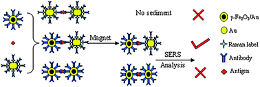 Graphical abstract: Magnetic separation and immunoassay of multi-antigen based on surface enhanced Raman spectroscopy