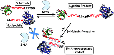 Graphical abstract: Enhancement of sortase A-mediated protein ligation by inducing a β-hairpin structure around the ligation site