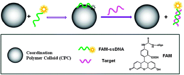 Graphical abstract: Fluorescence-enhanced nucleic acid detection: using coordination polymer colloids as a sensing platform