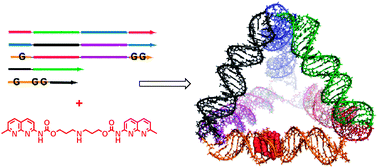 Graphical abstract: Ligand inducible assembly of a DNA tetrahedron