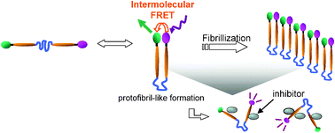 Graphical abstract: Evaluation of Aβ fibrillization inhibitory effect by a PEG–peptide conjugate based on an Aβ peptide fragment with intramolecular FRET