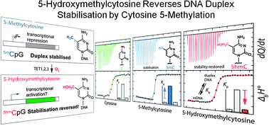 Graphical abstract: Hydroxylation of methylated CpG dinucleotides reverses stabilisation of DNA duplexes by cytosine 5-methylation