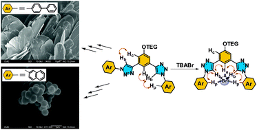 Graphical abstract: Open aryl triazole receptors: planar sheets, spheres and anion binding