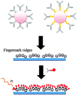 Graphical abstract: Enhancement of latent fingermarks on non-porous surfaces using anti-l-amino acidantibodies conjugated to gold nanoparticles