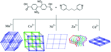 Graphical abstract: Coordination polymers constructed by 1,3-bi(4-pyridyl)propane with four different conformations and 2,2′-dinitro-4,4′-biphenyldicarboxylate ligands: the effects of metal ions