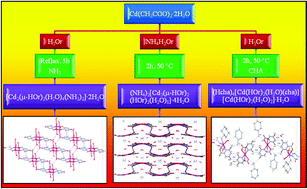 Graphical abstract: Supramolecular architectures of cadmium(ii)-orotate complexes containing water clusters