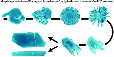 Graphical abstract: Modulation of hydroxyapatite crystals formed from α-tricalcium phosphate by surfactant-free hydrothermal exchange