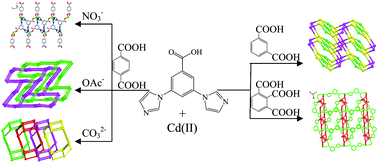 Graphical abstract: Anion- and auxiliary ligand-directed synthesis of cadmium(ii) complexes with 3,5-di(1H-imidazol-1-yl)benzoate