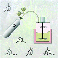 Graphical abstract: Autoxidation of α-pinene at high oxygen pressure