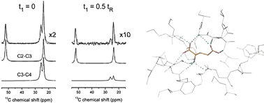 Graphical abstract: Measurement of multiple torsional angles from one-dimensional solid-state NMR spectra: application to the conformational analysis of a ligand in its biological receptor site