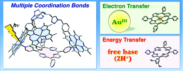 Graphical abstract: Photodynamics in stable complexes composed of a zinc porphyrin tripod and pyridyl porphyrins assembled by multiple coordination bonds
