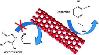 Graphical abstract: Discrimination of dopamine and ascorbic acid using carbon nanotube fiber microelectrodes