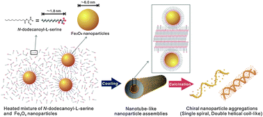 Graphical abstract: Formation of magnetic nanotubes by the cooperative self-assembly of chiral amphiphilic molecules and Fe3O4 nanoparticles