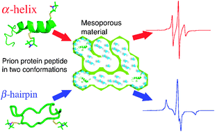 Graphical abstract: Identification of complex dynamic modes on prion protein peptides using multifrequency ESR with mesoporous materials