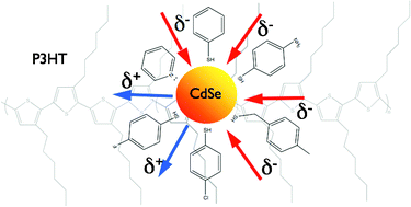 Graphical abstract: Interfacial charge transfer dynamics in CdSe/dipole molecules coated quantum dot polymer blends