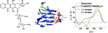 Graphical abstract: Affinity of the anthracycline antitumor drugs Doxorubicin and Sabarubicin for human telomeric G-quadruplex structures