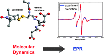 Graphical abstract: A general approach for prediction of motional EPR spectra from Molecular Dynamics (MD) simulations: application to spin labelled protein