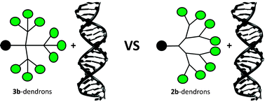Graphical abstract: The influence of dendron's architecture on the “rigid” and “flexible” behaviour in binding DNA—a modelling study