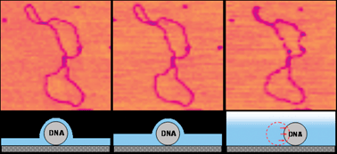 Graphical abstract: Atomic force microscopy of DNA at high humidity: irreversible conformational switching of supercoiled molecules