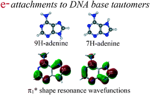Graphical abstract: Shape resonance states of the low-energy electron attachments to DNA base tautomers