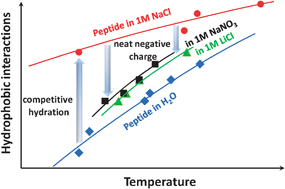 Graphical abstract: Ion-specific weak adsorption of salts and water/octanol transfer free energy of a model amphiphilic hexapeptide