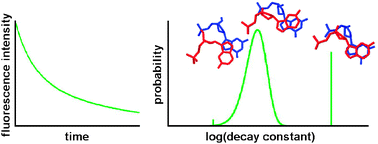 Graphical abstract: Extraction of lifetime distributions from fluorescence decays with application to DNA-base analogues