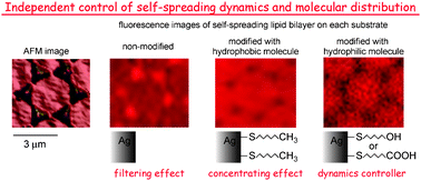 Graphical abstract: Control of dynamics and molecular distribution in a self-spreading lipid bilayer using surface-modified metal nanoarchitectures