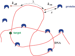 Graphical abstract: Physics of protein–DNA interactions: mechanisms of facilitated target search