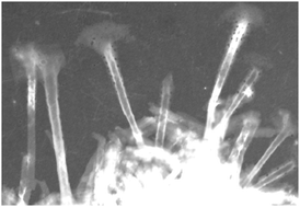Graphical abstract: Self-assembled pyrazinacene nanotubes