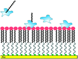 Graphical abstract: Structuring of supported hybrid phospholipid bilayers on electrodes with phospholipase A2
