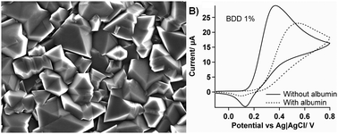 Graphical abstract: Effect of the doping level on the biological stability of hydrogenated boron doped diamond electrodes