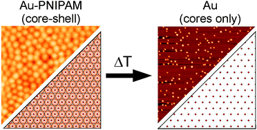 Graphical abstract: 2D assembly of gold–PNIPAM core–shell nanocrystals