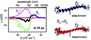 Graphical abstract: Ultrafast excited state dynamics and spectroscopy of 13,13′-diphenyl-β-carotene