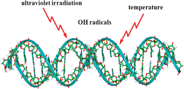 Graphical abstract: Influence of percentage of guanine molecules, OH radicals, UV irradiation and temperature on electrooxidation of short synthetic oligonucleotides