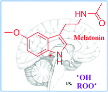 Graphical abstract: On the direct scavenging activity of melatonin towards hydroxyl and a series of peroxyl radicals