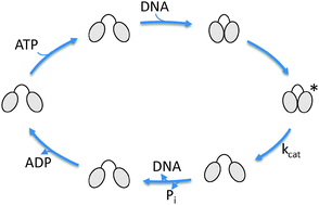 Graphical abstract: Nucleotide-driven conformational changes in the reverse gyrase helicase-like domain couple the nucleotide cycle to DNA processing
