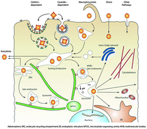Graphical abstract: Strategies for the intracellular delivery of nanoparticles