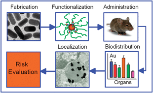 Graphical abstract: Biodistribution and toxicity of engineered gold nanoparticles: a review of in vitro and in vivo studies