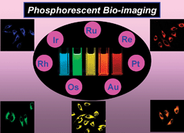 Graphical abstract: Phosphorescent heavy-metal complexes for bioimaging