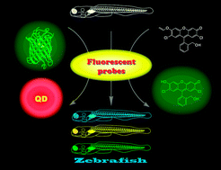Graphical abstract: Zebrafish as a good vertebrate model for molecular imaging using fluorescent probes