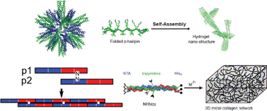 Graphical abstract: De novo designed peptides for biological applications