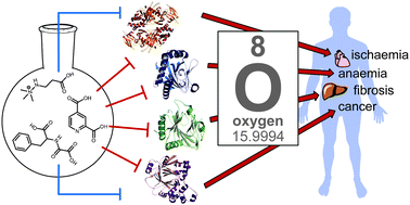 Graphical abstract: Inhibition of 2-oxoglutarate dependent oxygenases