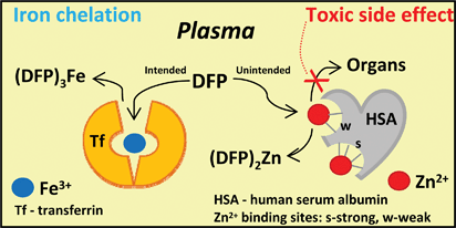 Graphical abstract: Removal of Fe3+ and Zn2+ from plasma metalloproteins by iron chelating therapeutics depicted with SEC-ICP-AES